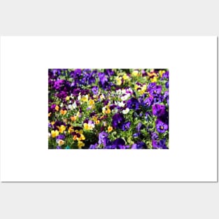 Cheerful Pansies Posters and Art